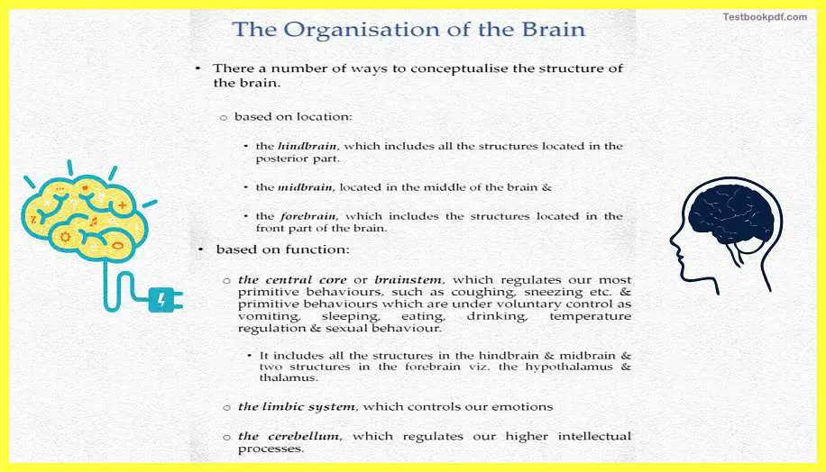 Basic-Concepts-in-Cognitive-Neuroscience