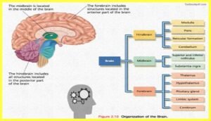 Basic-Concepts-in-Cognitive-Neuroscience