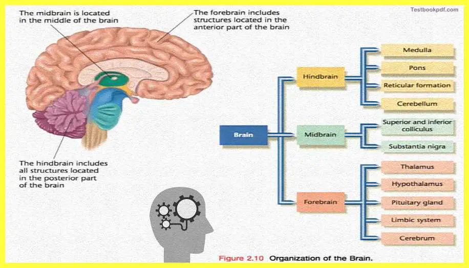 Basic-Concepts-in-Cognitive-Neuroscience