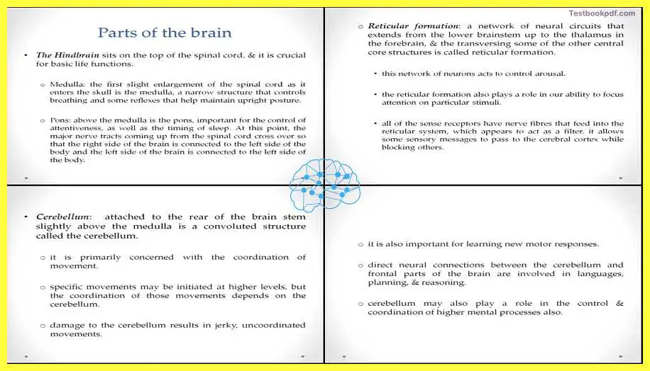 Basic-Concepts-in-Cognitive-Neuroscience-parts-of-the-brain