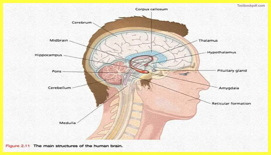 Basic-Concepts-in-Cognitive-Neuroscience