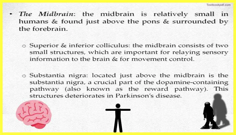 Basic-Concepts-in-Cognitive-Neuroscience