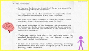 Basic-Concepts-in-Cognitive-Neuroscience