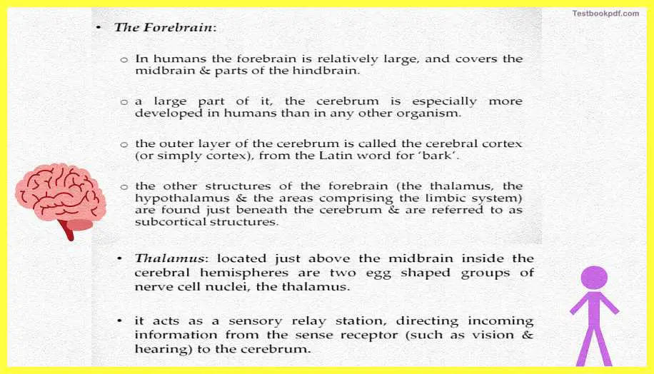 Basic-Concepts-in-Cognitive-Neuroscience