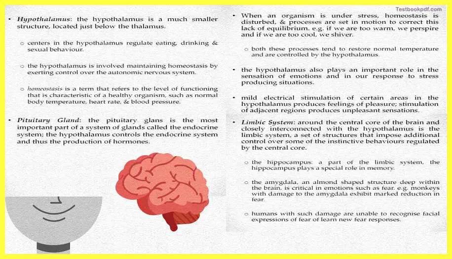 Basic-Concepts-in-Cognitive-Neuroscience