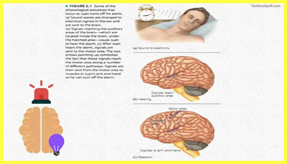 Basic-Concepts-in-Cognitive-Neuroscience-Pdf-Download