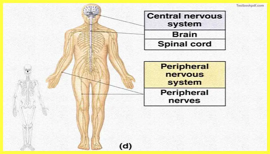 Basic-Concepts-in-Cognitive-Neuroscience