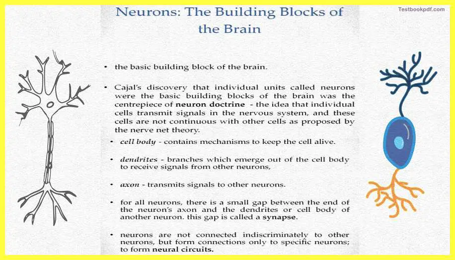 Basic-Concepts-in-Cognitive-Neuroscience