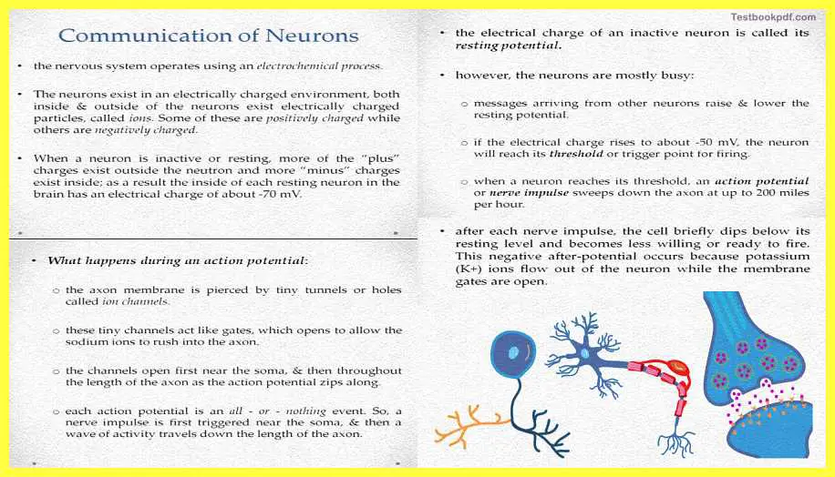 Basic-Concepts-in-Cognitive-Neuroscience