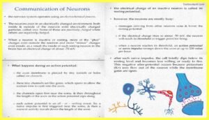 Basic-Concepts-in-Cognitive-Neuroscience