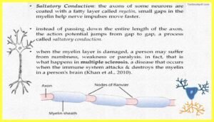 Basic-Concepts-in-Cognitive-Neuroscience