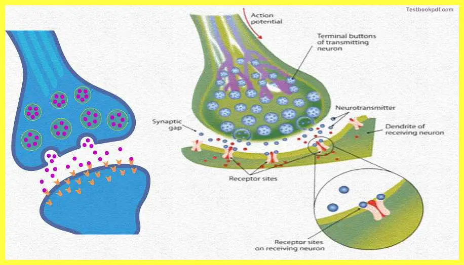 Basic-Concepts-in-Cognitive-Neuroscience