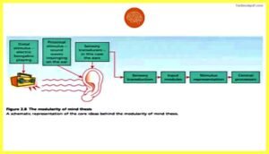Modularity-and-Cognitive-Neuropsychology