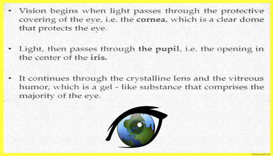 Physiology-of-Visual-Perception