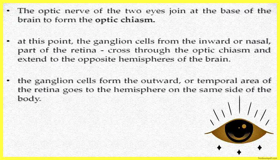 Physiology-of-Visual-Perception