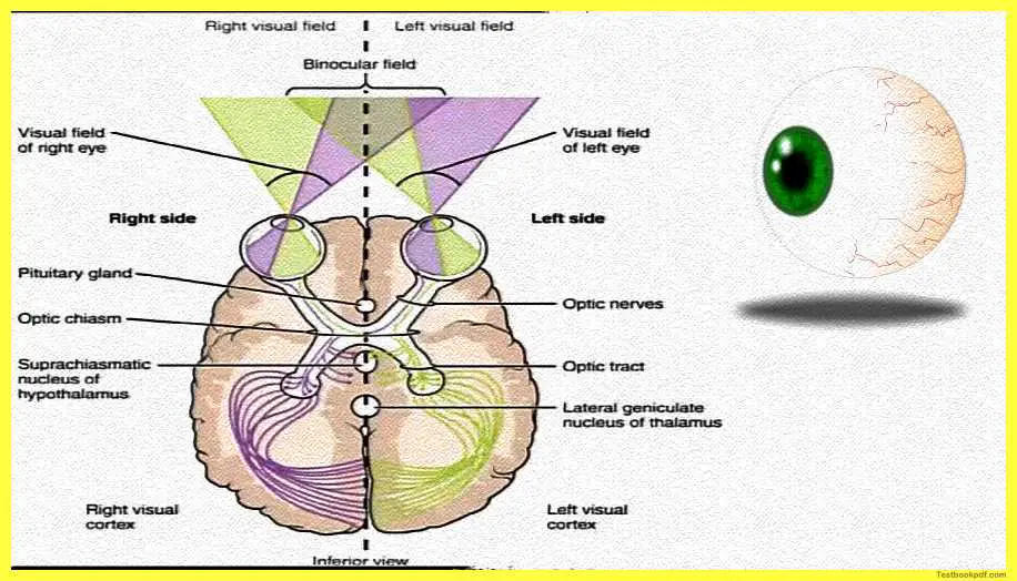 Physiology-of-Visual-Perception