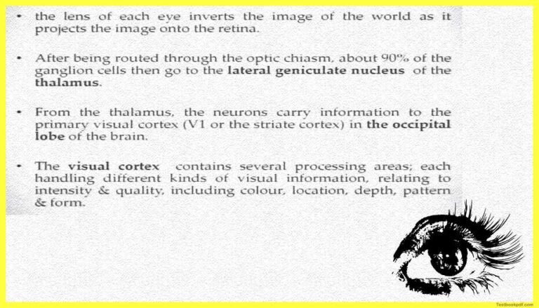Physiology-of-Visual-Perception » SachinAcademy.in
