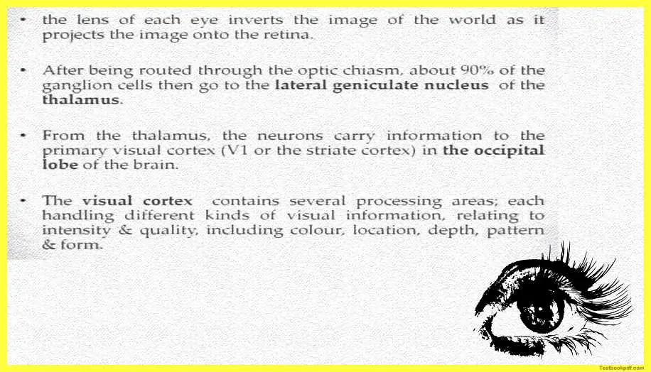 Physiology-of-Visual-Perception