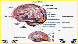Physiology-of-Visual-Perception