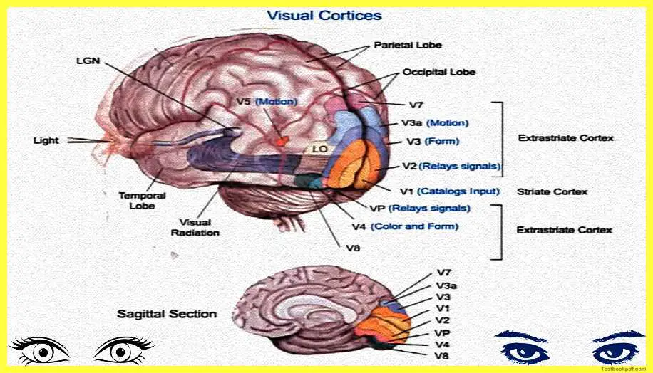 Physiology-of-Visual-Perception