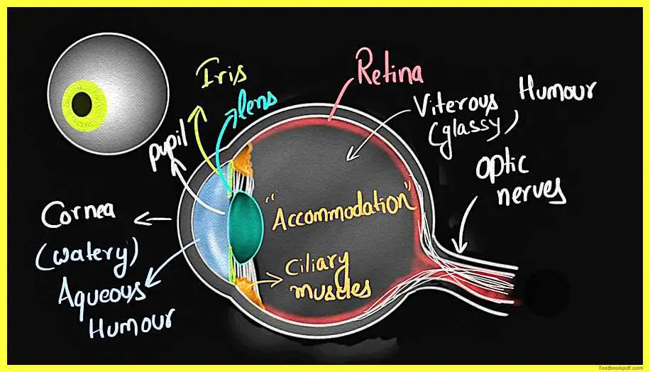 Physiology-of-Visual-Perception