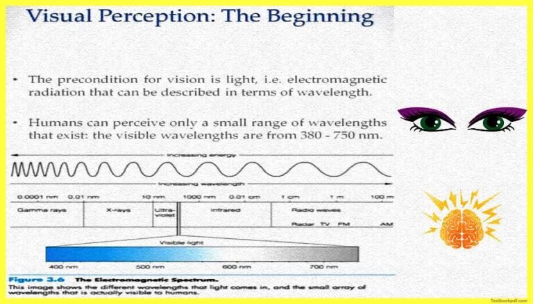 Physiology-of-Visual-Perception-pdf-vision-perception » SachinAcademy.in