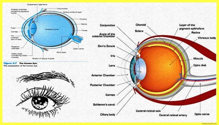 The-human-eye-Physiology-of-Visual-Perception » SachinAcademy.in