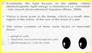 Physiology-of-Visual-Perception