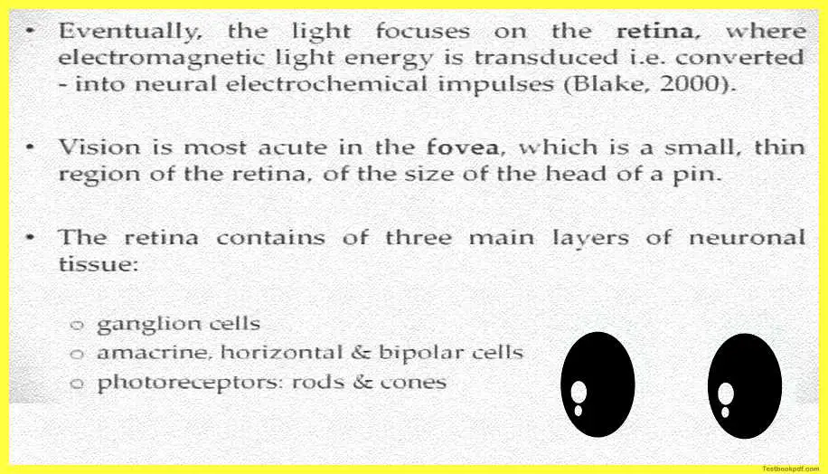 Physiology-of-Visual-Perception