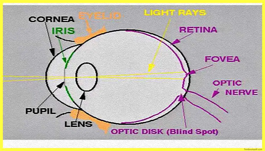 Physiology-of-Visual-Perception