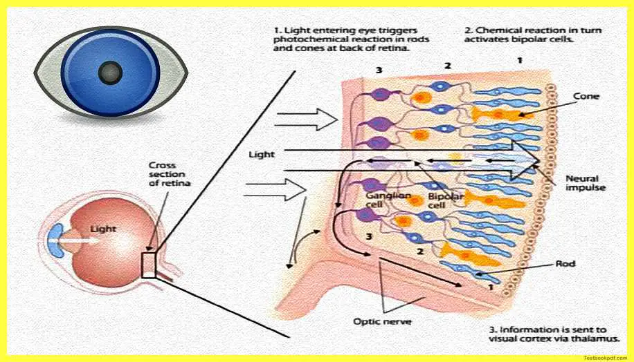 Physiology-of-Visual-Perception