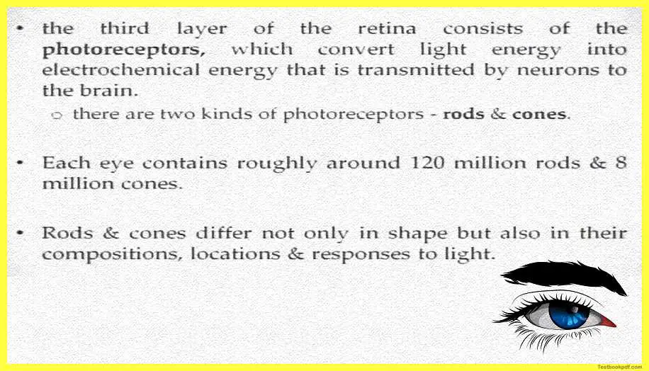 Physiology-of-Visual-Perception