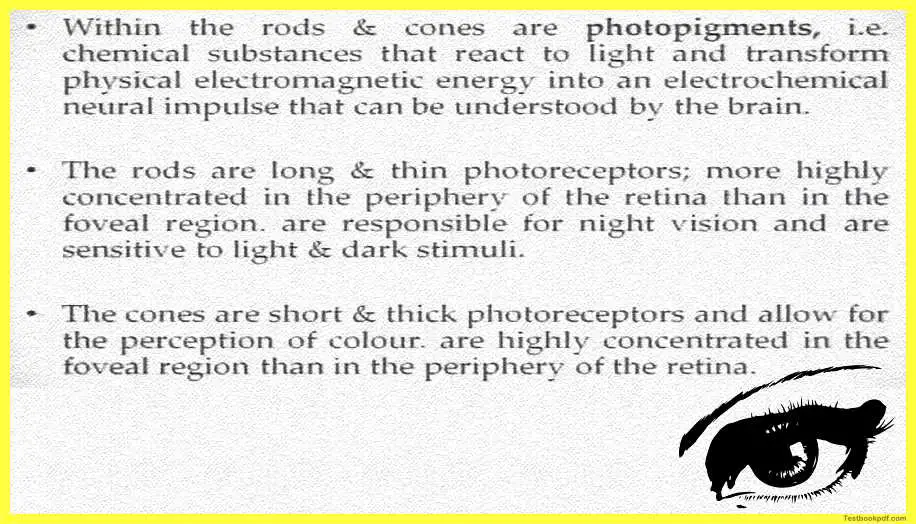 Physiology-of-Visual-Perception