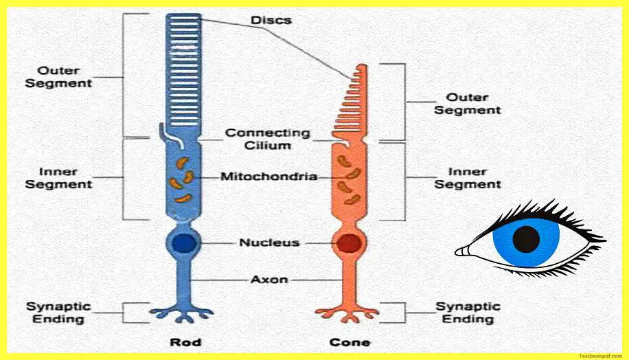 Physiology-of-Visual-Perception