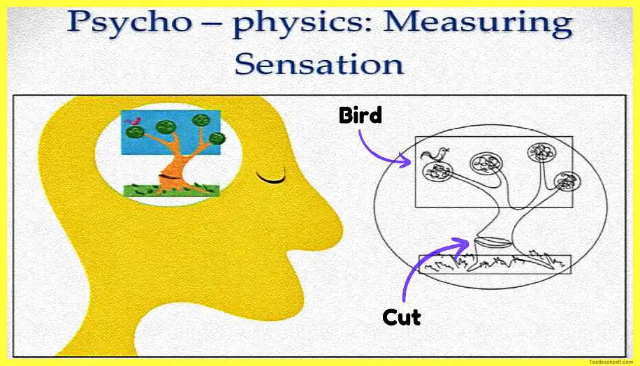 Psychophysics-image