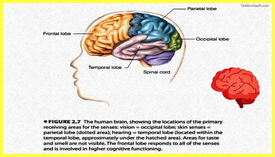 Research-Methods-in-Cognitive-Psychology