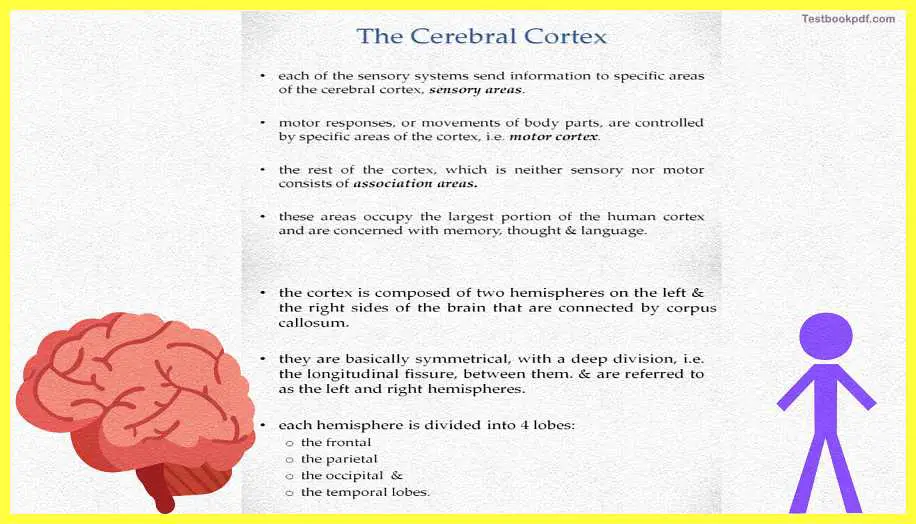 The-Cerebral-Cortex-Psychology-Theory-Images-Pdf-Download