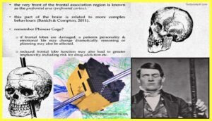 phineas-The-Cerebral-Cortex-Psychology-Theory-Images-Pdf-Download