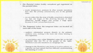 lobes-The-Cerebral-Cortex-Psychology-Theory-Images-Pdf-Download