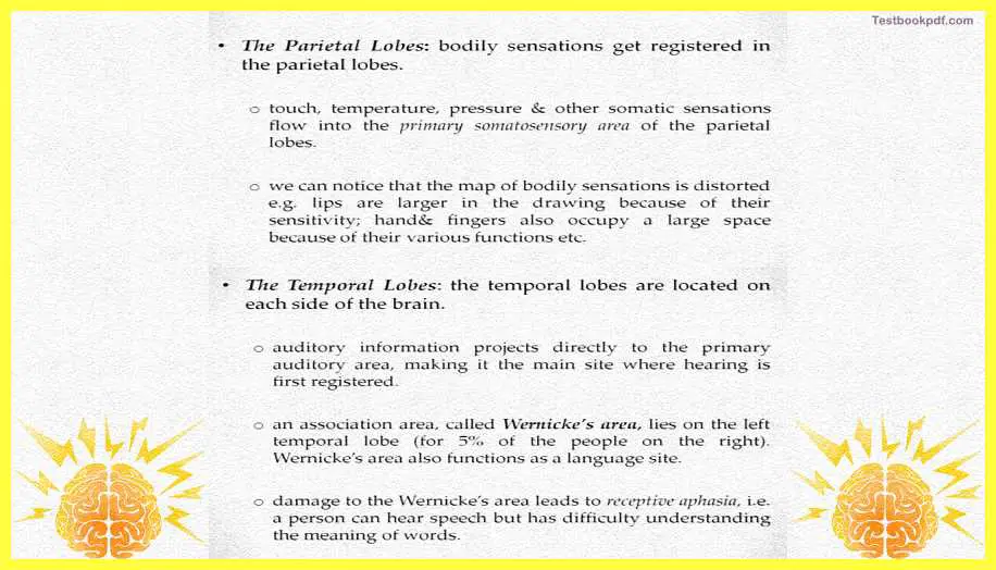 lobes-The-Cerebral-Cortex-Psychology-Theory-Images-Pdf-Download