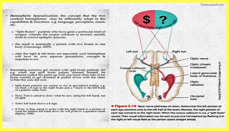 hemispheric-Specialization-The-Cerebral-Cortex-Psychology-Theory-Images-Pdf-Download