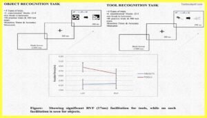 Object-Recognition-Task-Tool-Recognition-The-Cerebral-Cortex-Psychology-Theory-Images-Pdf-Download