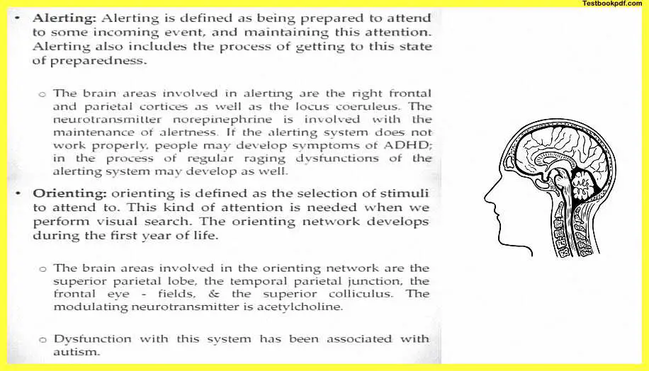 Attention-Psychology-Example