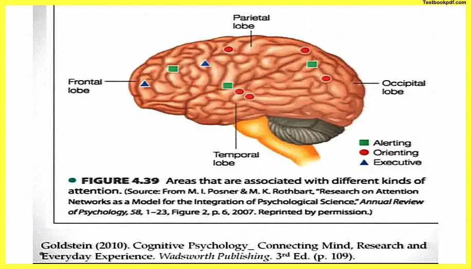 Attention-Psychology-Example