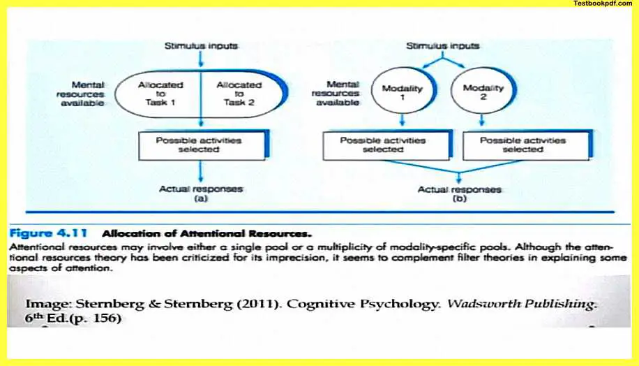 Attention-Psychology-Example