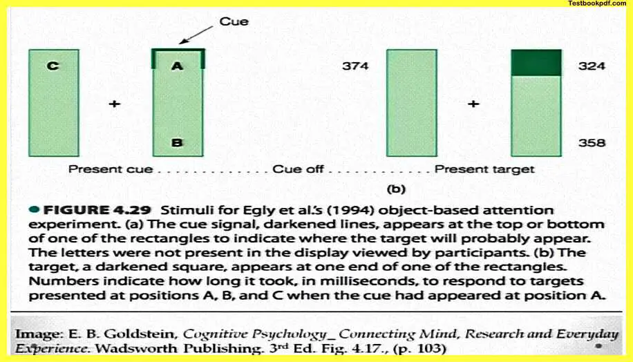 Attention-Psychology-Experiment