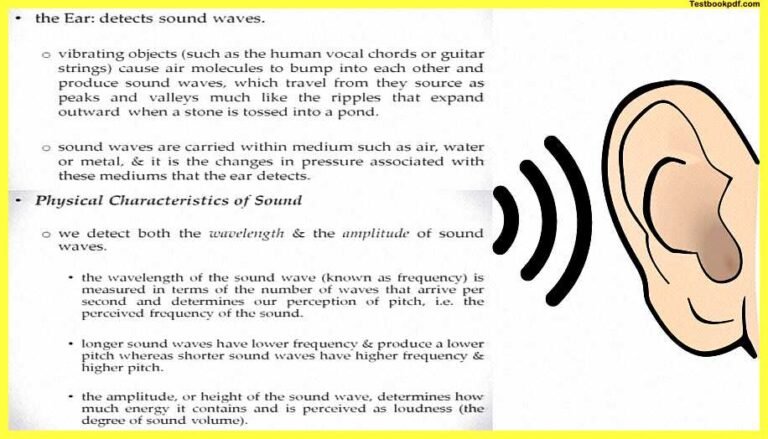 Auditory Perception In Psychology (Pdf) » SachinAcademy.in