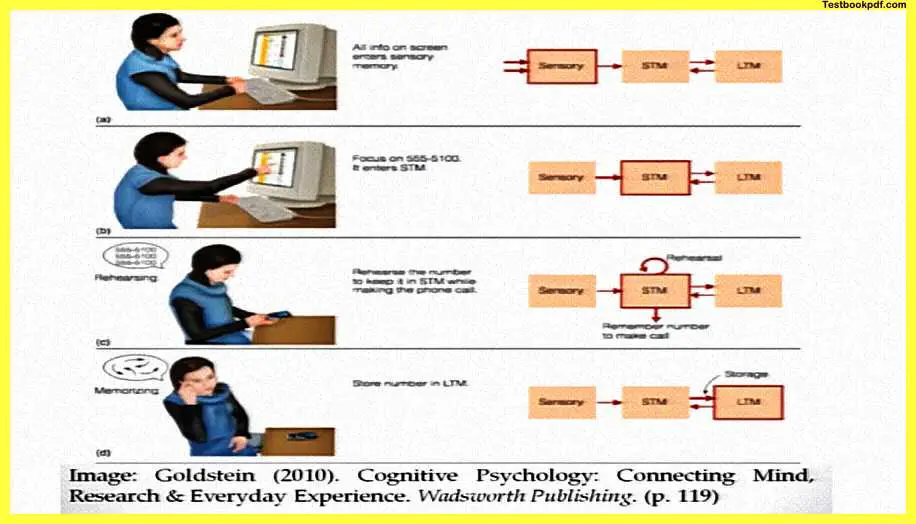 Memory-Psychology-PDF