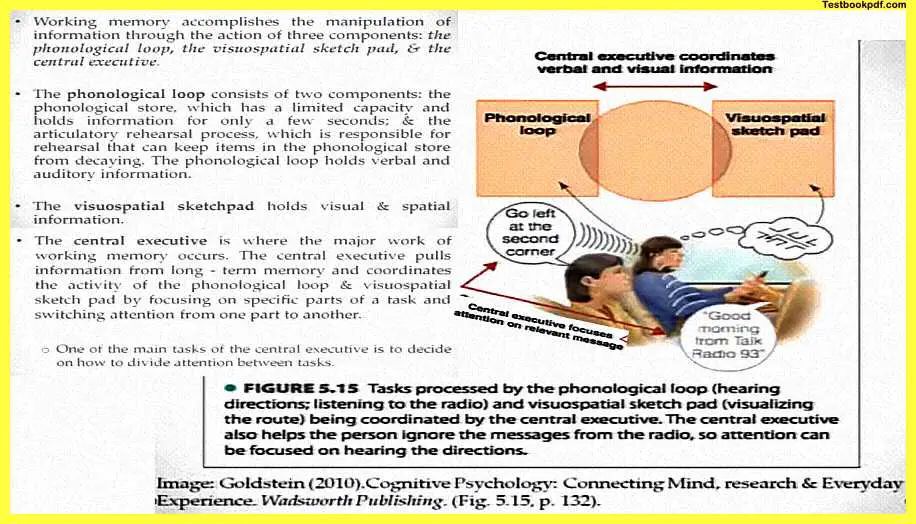 Memory-in-Psychology-Pdf