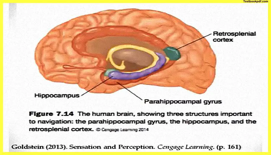 Perception-and-Action-Psychology